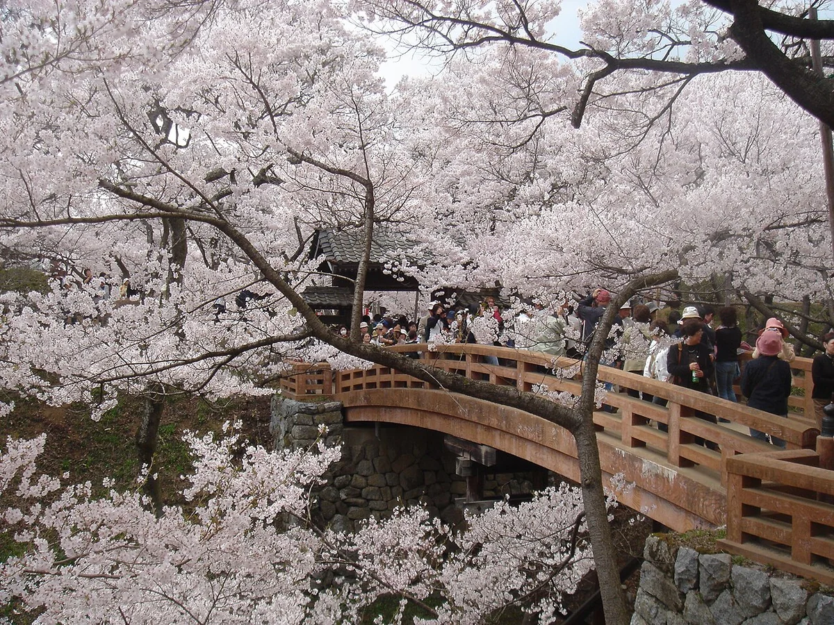 高遠城跡の橋を包む桜