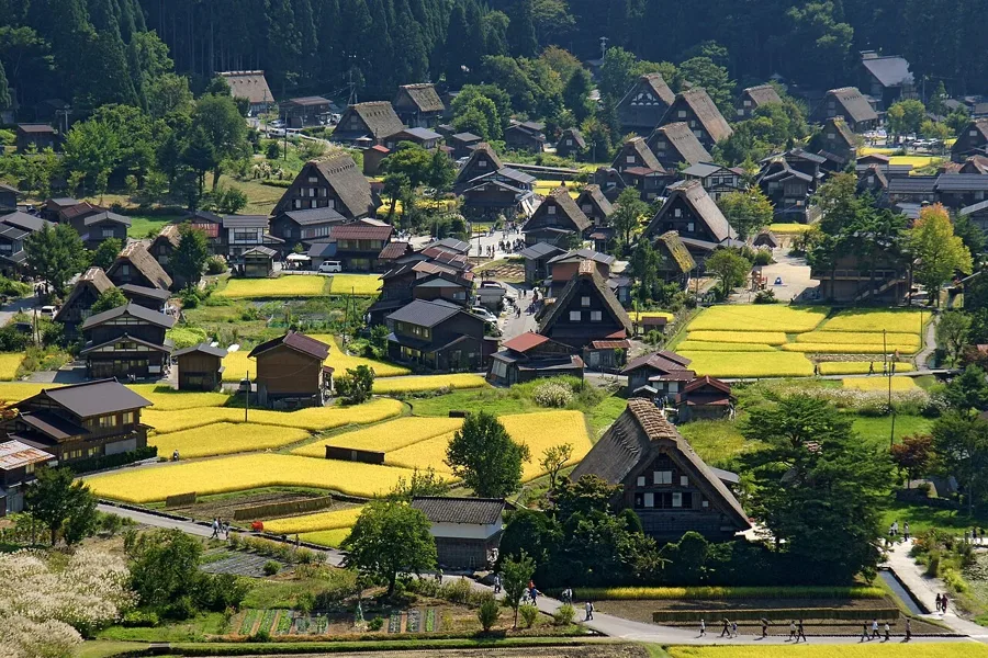 田畑の間に急勾配の茅葺き屋根の合掌造り民家が並ぶ白川郷。